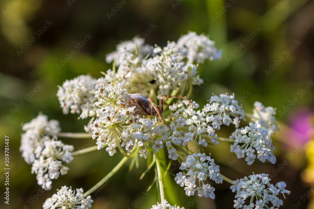 bee on a flower bee on a flower