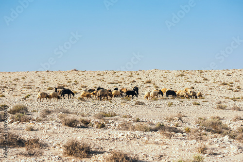 A flock of sheep is grazed in the desert. Sheep and rams with fat tail. Movement of a flock of sheep in the desert. Rocky terrain in the desert. Sheep grazing periodically