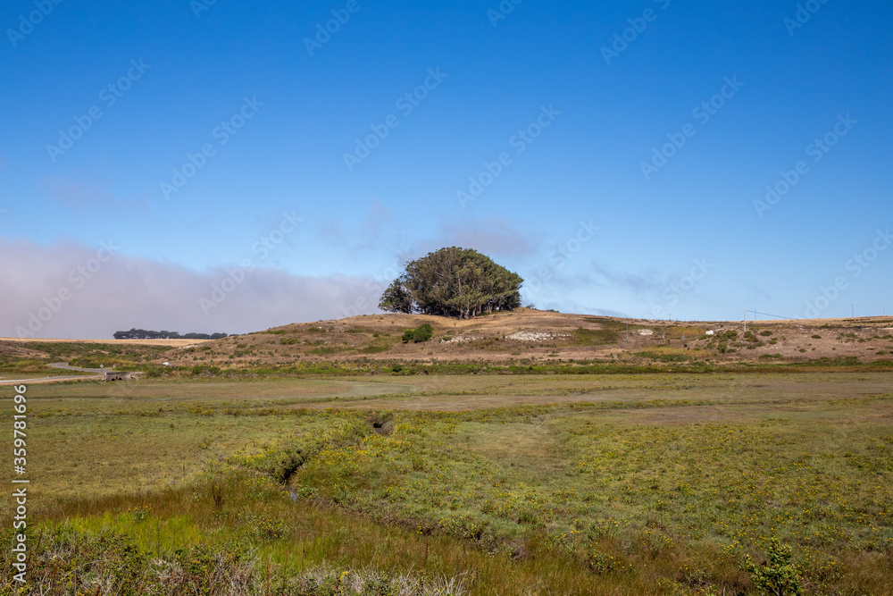 Fototapeta premium trees in the field