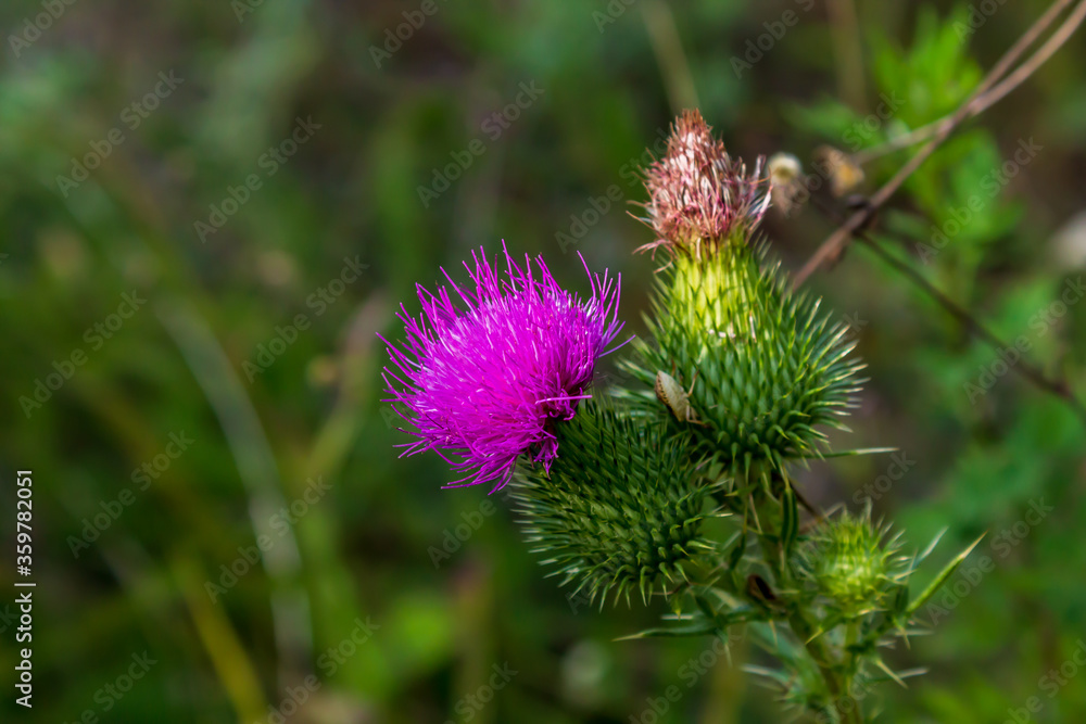purple thistle flower purple thistle flower