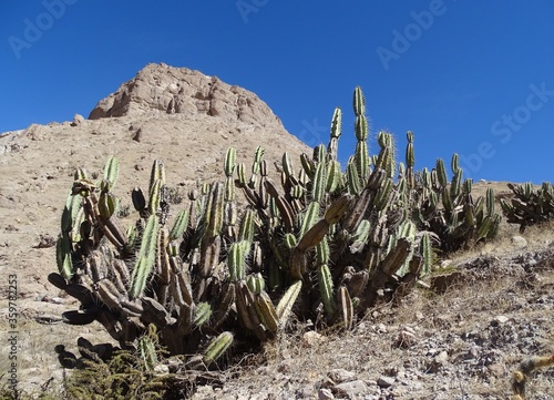 Psychoactive cacti (Neoraimondia arequipensis) on the slope of Cerro Baúl (Moquegua, South Peru)