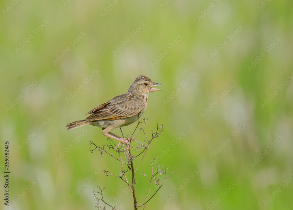 Fototapeta premium A wild bird on a small branch of a tree .