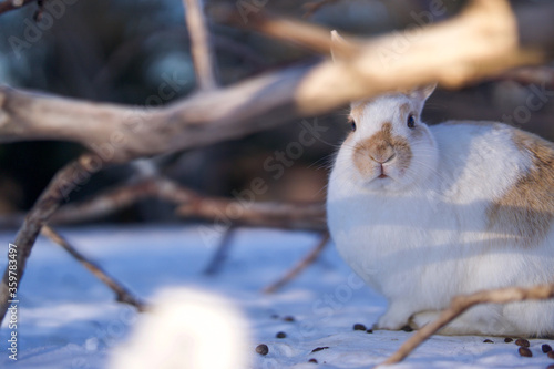 Fototapeta Naklejka Na Ścianę i Meble -  wild rabbit in the snow