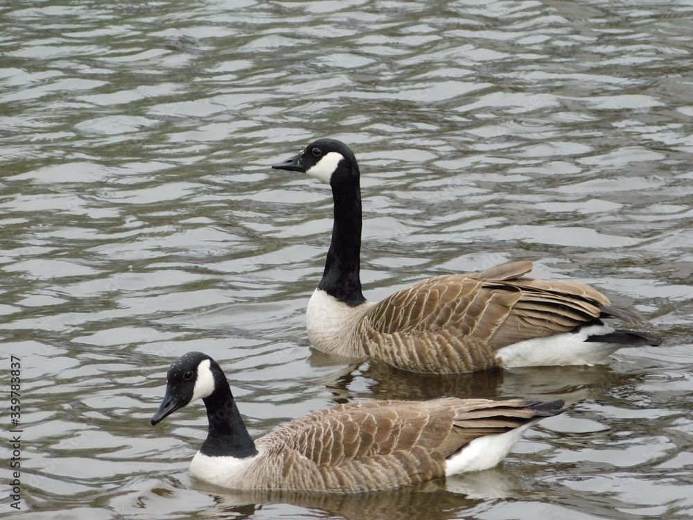 goose on the lake in the Lake District of England goose on the lake in the Lake District of England