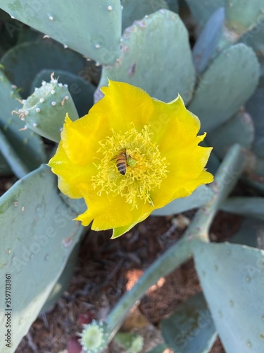 Yellow cactus flower with bee