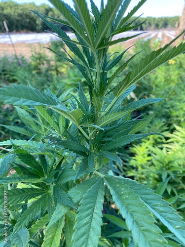 Garden hemp plant full and green