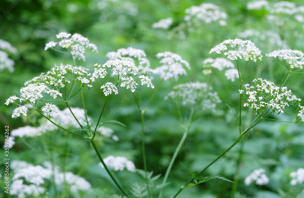 Forest plant queen anne's lace (Chaerophýllum) in the forest, macro photo, selective focus. Forest plant queen anne's lace (Chaerophýllum) in the forest, macro photo, selective focus.