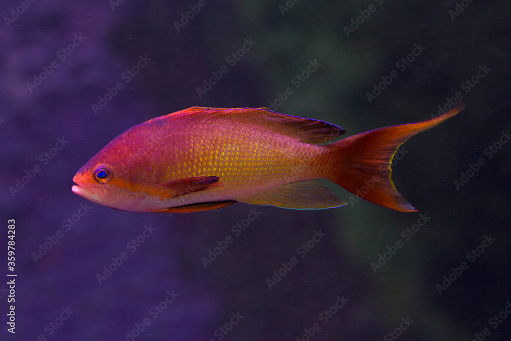 Sea goldie, lyretail coralfish, lyretail anthias, scalefin anthias (Pseudanthias squamipinnis). Sea goldie, lyretail coralfish, lyretail anthias, scalefin anthias (Pseudanthias squamipinnis).