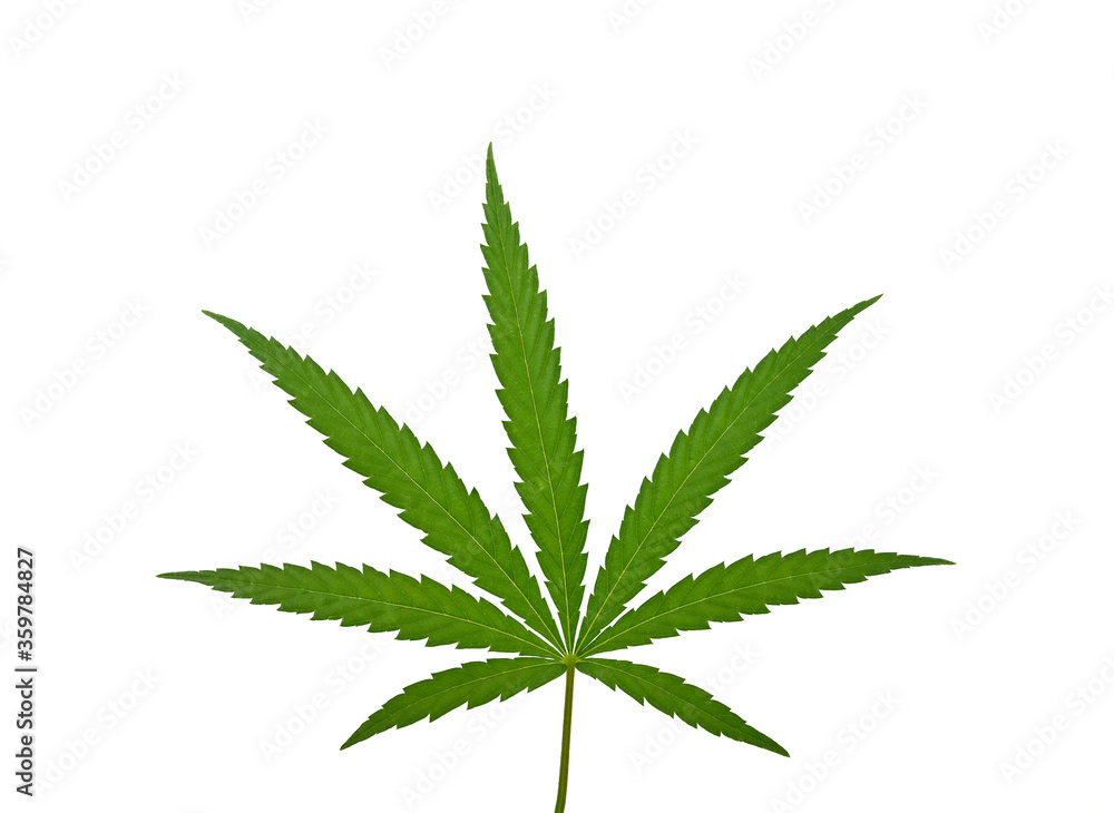 One fresh green cannabis leaf isolated on white One fresh green cannabis leaf isolated on white
