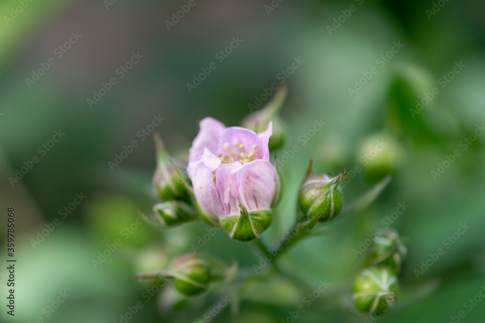 close up of pink flower