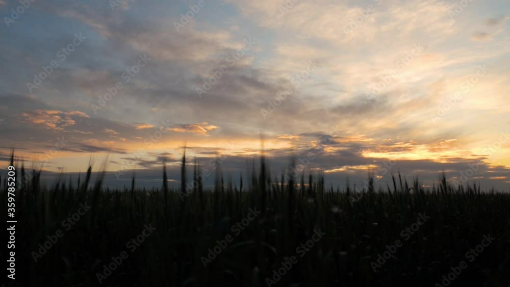 Beautiful sunset on a field with wheat, evening clouds, picturesque view of the countryside Beautiful sunset on a field with wheat, evening clouds, picturesque view of the countryside