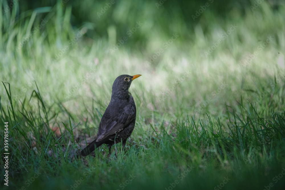 common blackbird (turdus merula) on the ground common blackbird (turdus merula) on the ground