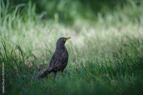 common blackbird (turdus merula) on the ground