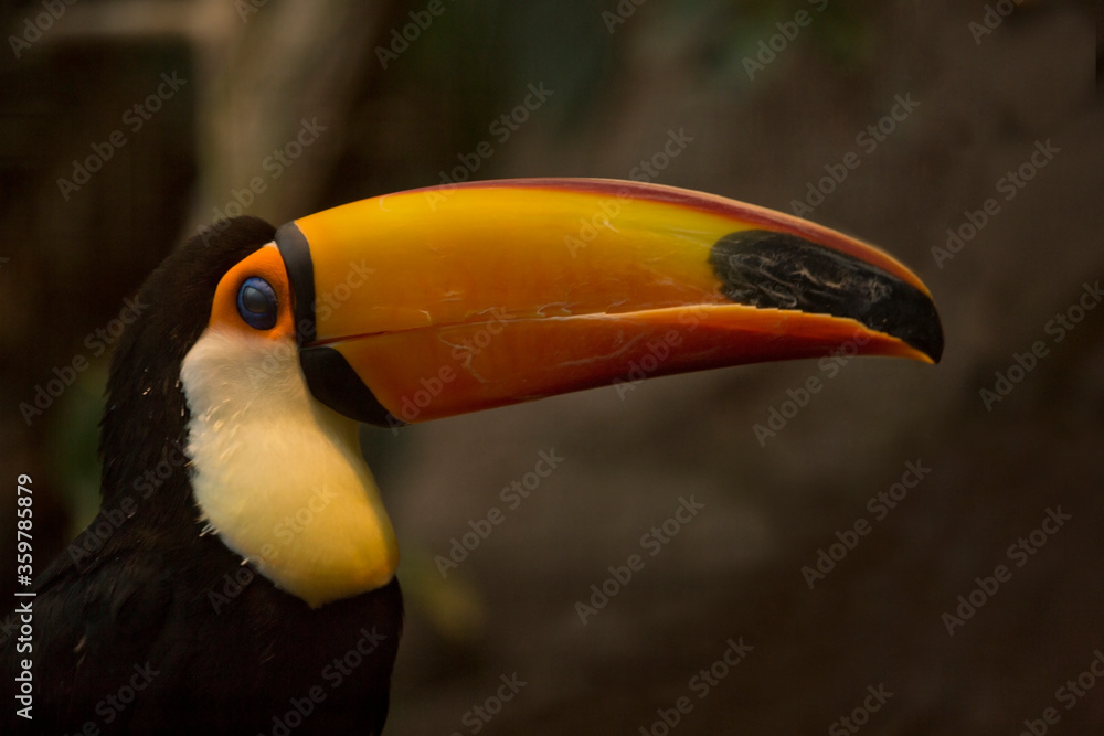 Naklejka premium Toco toucan, common toucan, giant toucan (Ramphastos toco).