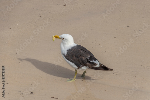 Foto Cape Gull / Kelp Gull with an apple core
