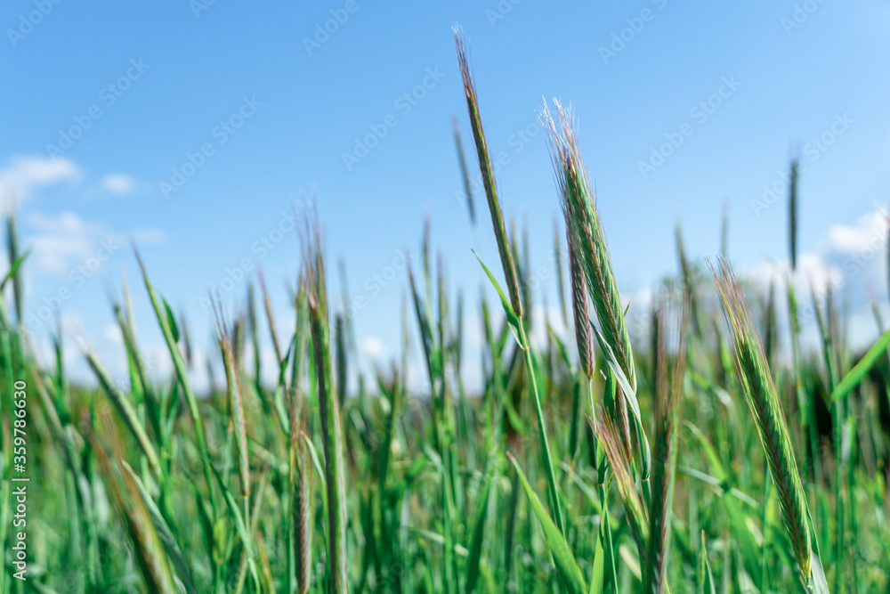 Ears of golden wheat, close up. Rural scene under sunlight of sunset Ears of golden wheat, close up. Rural scene under sunlight of sunset