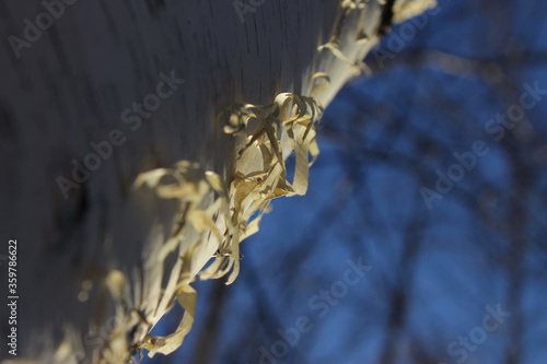 the trunk of a birch close up on a blue sky background © Olga