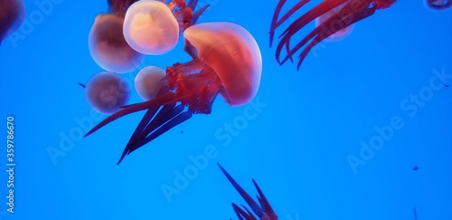 Close up of jellyfish in Shanghai aquarim