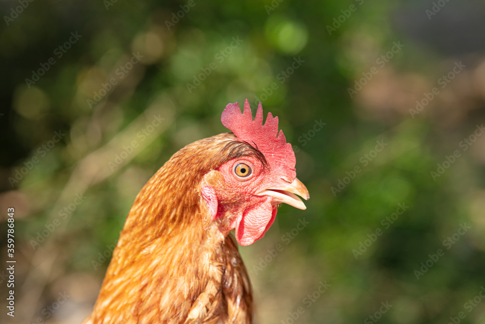 Red-headed laying hen free