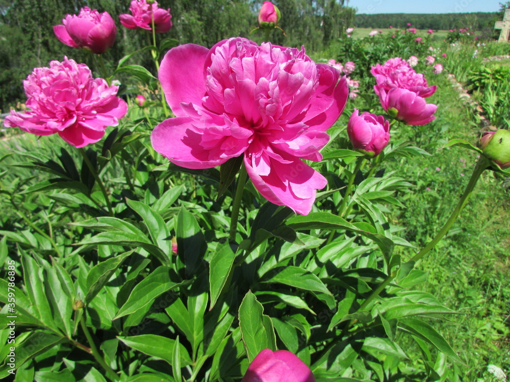 Pink peonies in the garden Pink peonies in the garden