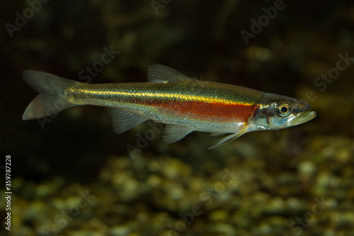 Photography Redside dace (Clinostomus elongatus).