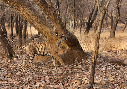 Tigress Noor cub marking territory at Ranthambore Tiger Reserve