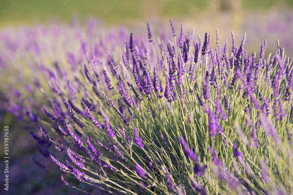 Obraz premium Lavanda