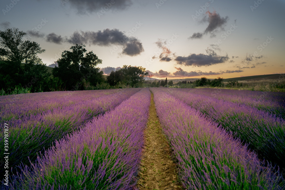 Lavanda