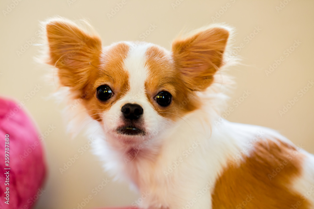 Selective focus to brown and white Cute Chihuahua puppy is standing. A cute small pet animal that is popularly raised in the house.