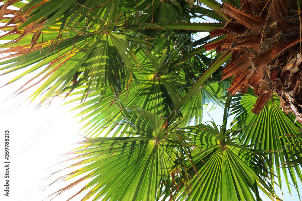 Palm branches against the blue and white sky Palm branches against the blue and white sky