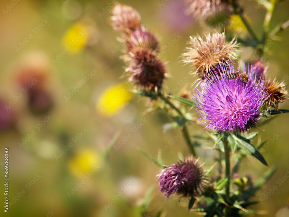 Spear thistle with flower and fluffy seeds, Cirsium vulgare Spear thistle with flower and fluffy seeds, Cirsium vulgare