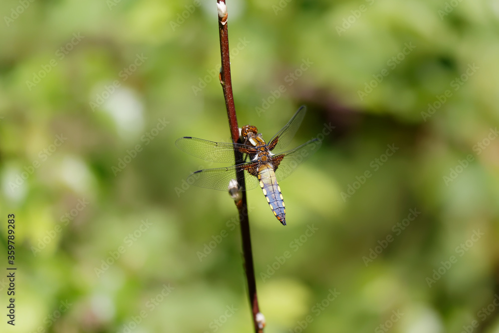 Broad-bodied Chaser resting on a twig. Broad-bodied Chaser resting on a twig.