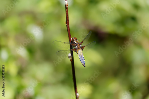 Broad-bodied Chaser resting on a twig.