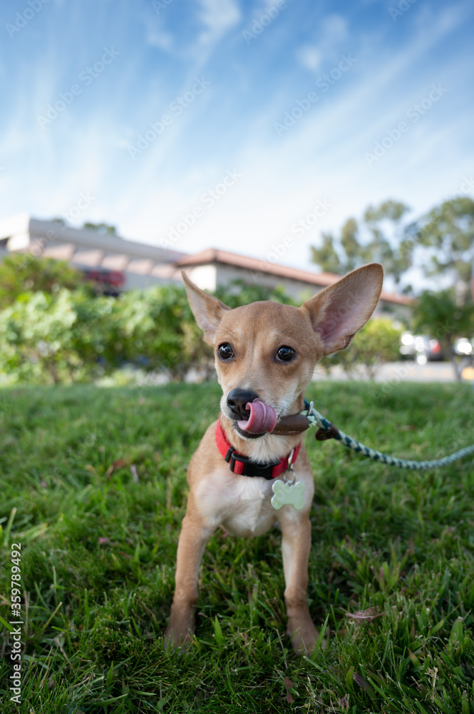 small chihuahua dog with leash sitting on grass with tongue curled out her mouth