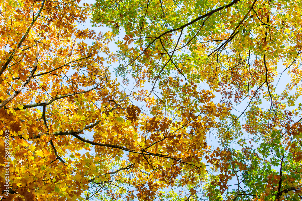Perspective up view of autumn forest with bright orange and yellow leaves. Dense woods with thick canopies in sunny fall weather. Perspective up view of autumn forest with bright orange and yellow leaves. Dense woods with thick canopies in sunny fall weather.