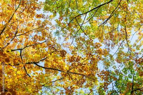 Perspective up view of autumn forest with bright orange and yellow leaves. Dense woods with thick canopies in sunny fall weather.