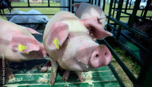 A baby pig on a pigfarm in Dalarna, Sweden photo