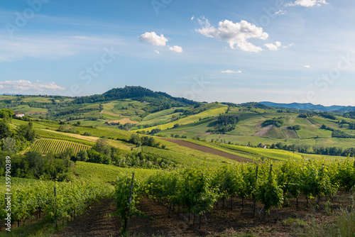 Oltrepo  Pavese landscape hills with wineyards and country roads and Montalto Pavese castle in the background in a sunny day