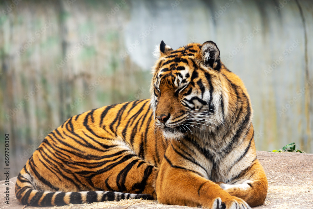 Obraz premium tiger in the zoo