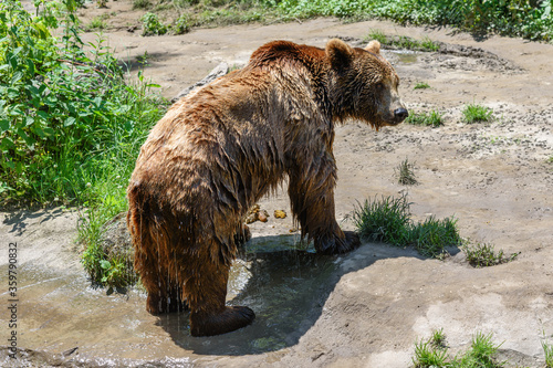Foto Bear Emerging from the Water