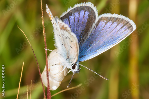 Foto The common blue butterfly is a butterfly in the family Lycaenidae and subfamily Polyommatinae