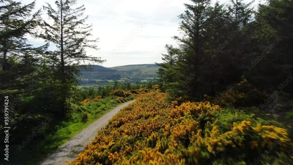Overhead view of Ulex (commonly known as gorse, furze or whin) plants in the Dublin mountains. Overhead view of Ulex (commonly known as gorse, furze or whin) plants in the Dublin mountains.