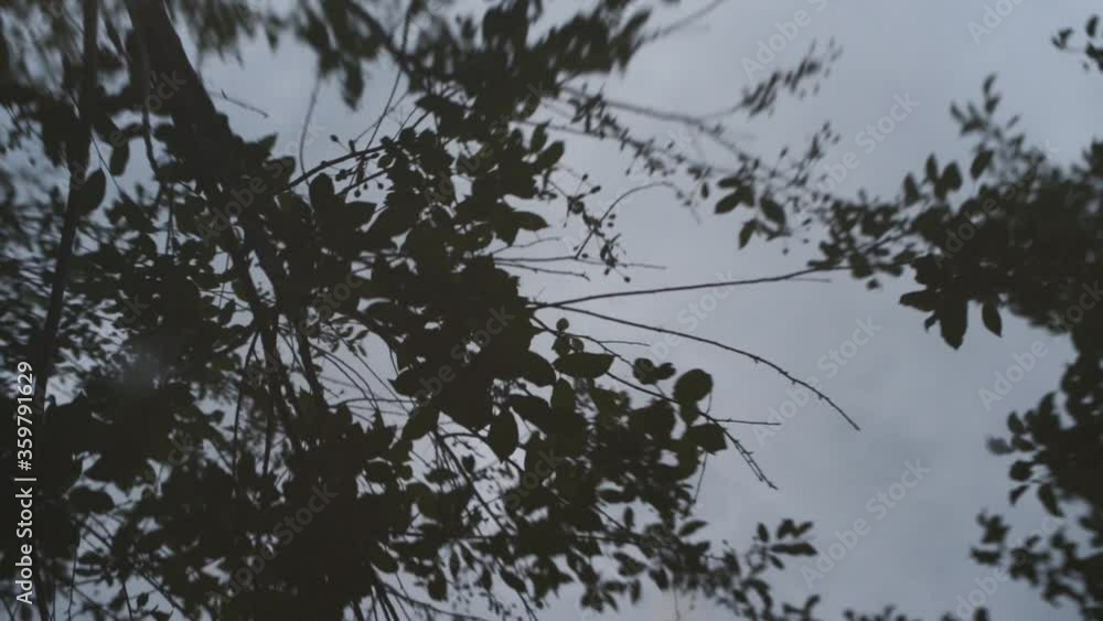 Reflection of trees and sky in the water, dark video and calm mood, background for montage Reflection of trees and sky in the water, dark video and calm mood, background for montage
