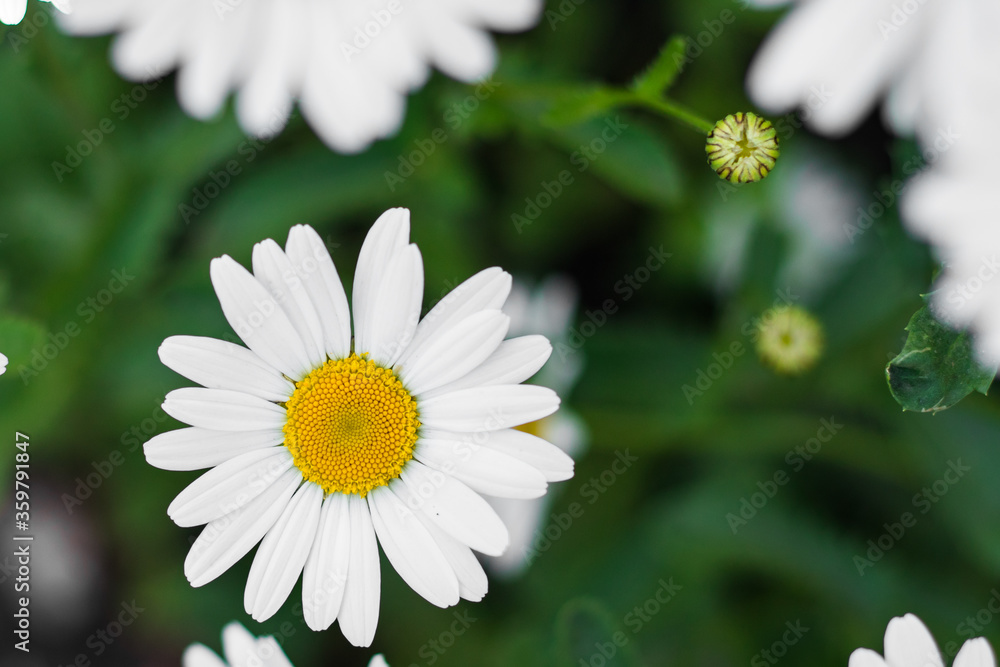 Fototapeta premium Chamomile flowers in the meadow, selective focus