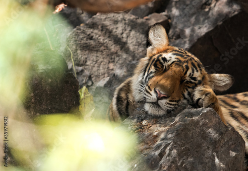 Krishna cub resting on a rock at Ranthambore Tiger Reserve