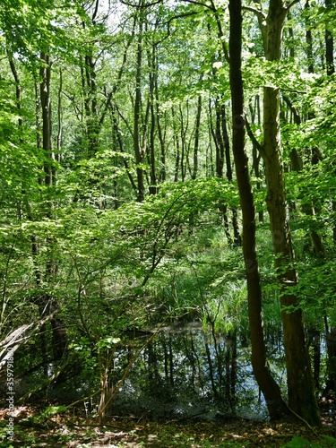 Wald im Nationalpark R  gen