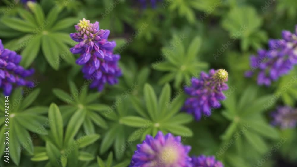 Beautiful purple lupine flowers in a summer garden, camera movement through plants, soft blurred background Beautiful purple lupine flowers in a summer garden, camera movement through plants, soft blurred background