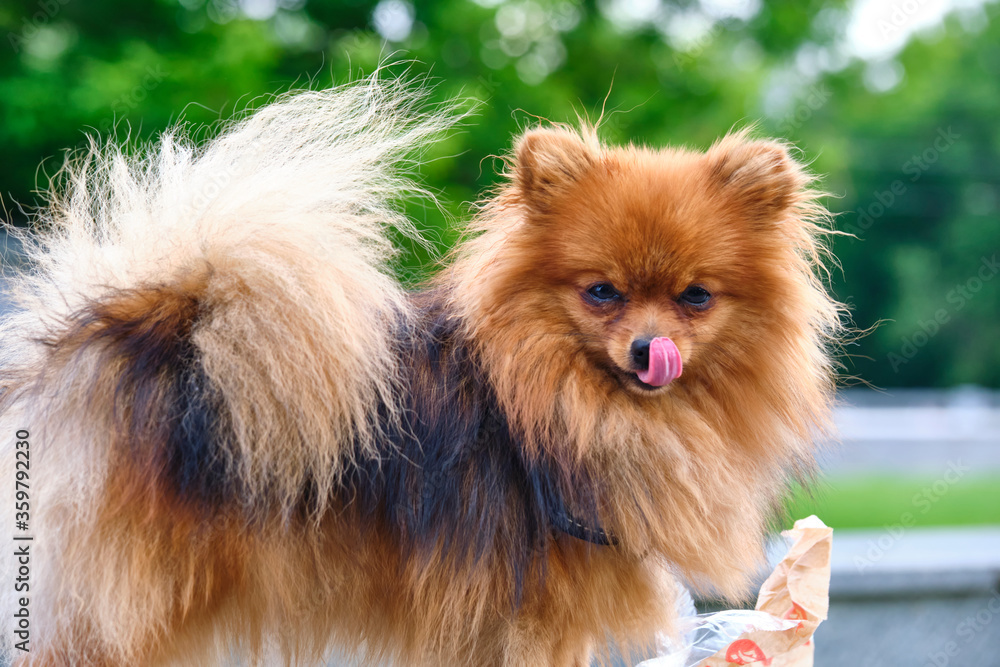 Little Fluffy beautiful dog. general plan color Little Fluffy beautiful dog. general plan color