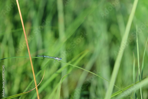 Green grass with a dragonfly sitting on a blade of grass