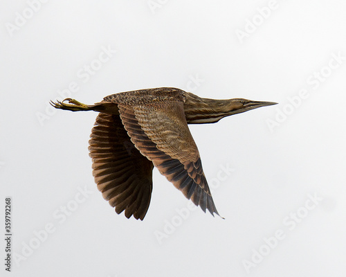 American Bittern bird Stock Photos.  American bittern bird flying with a  white background. Flying bird. Spread wings. 
